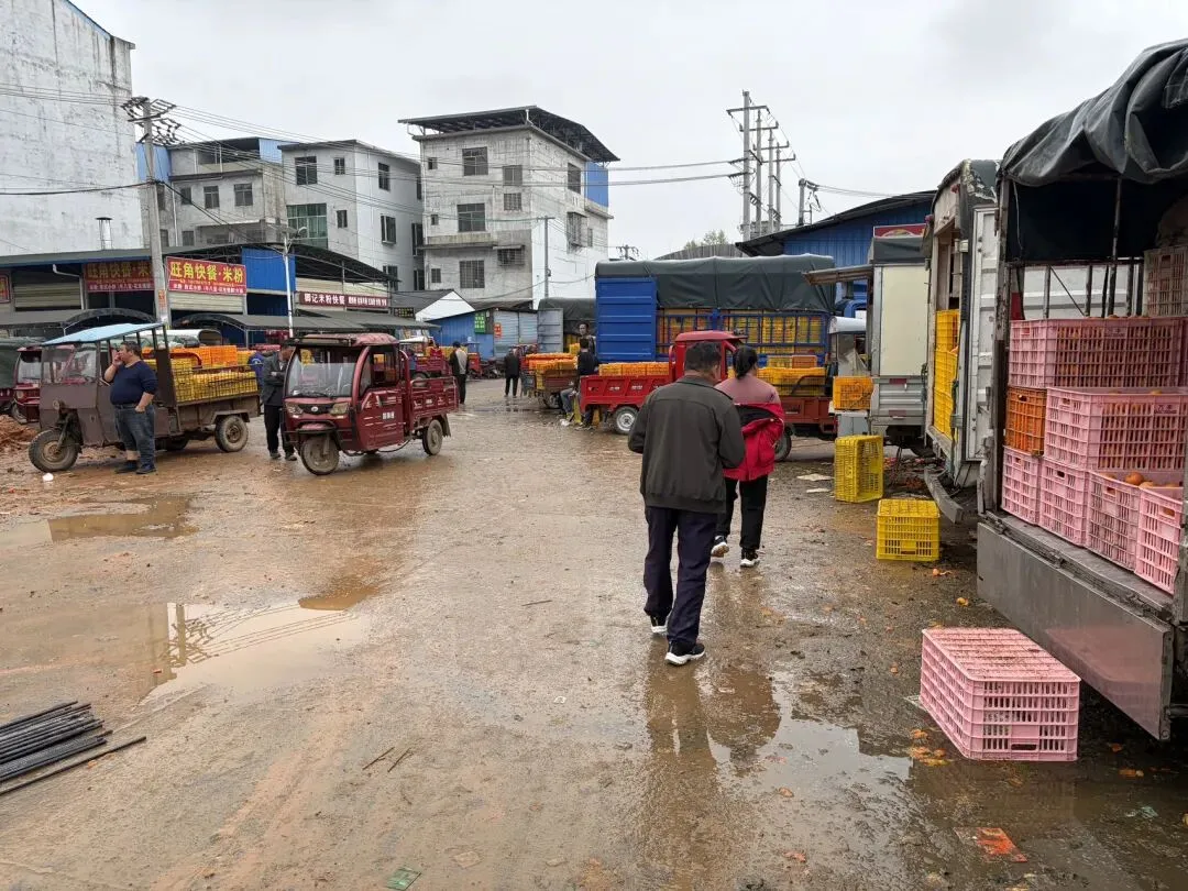 桂北水果交易市场|沃柑百家货:一口自然甜,百家匠心造
