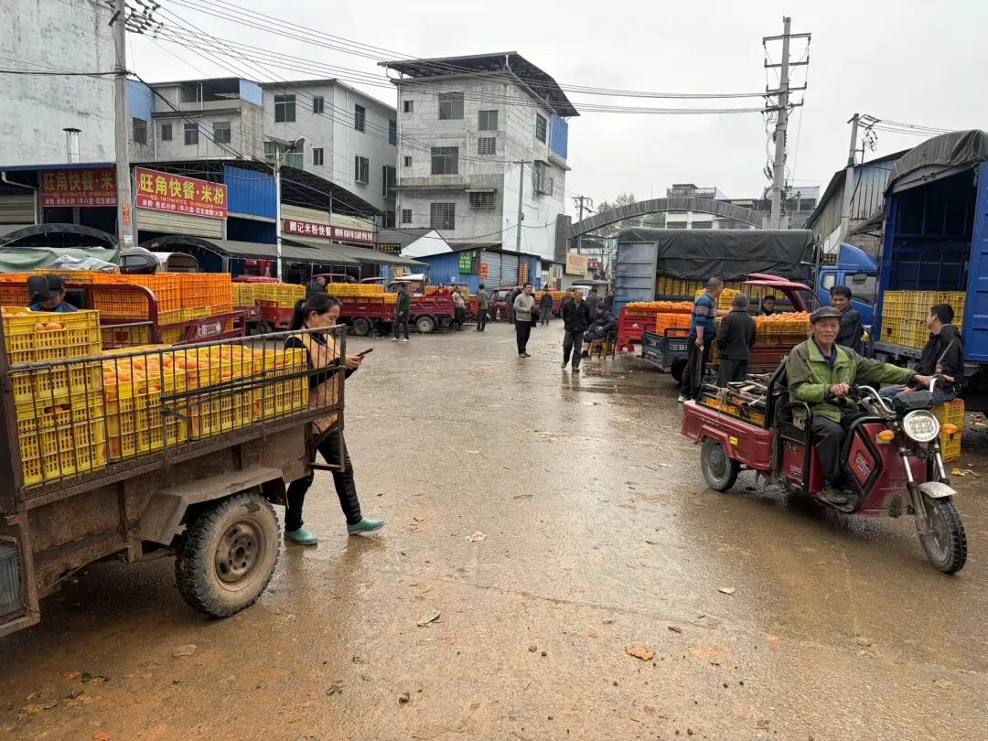 桂北水果交易市场|沃柑百家货:一口自然甜,百家匠心造