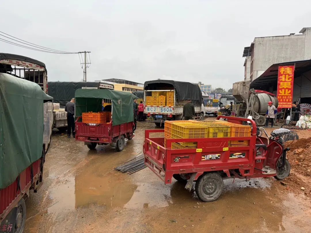 桂北水果交易市场|沃柑百家货:一口自然甜,百家匠心造