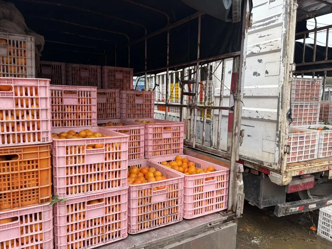 桂北水果交易市场|沃柑百家货:一口自然甜,百家匠心造