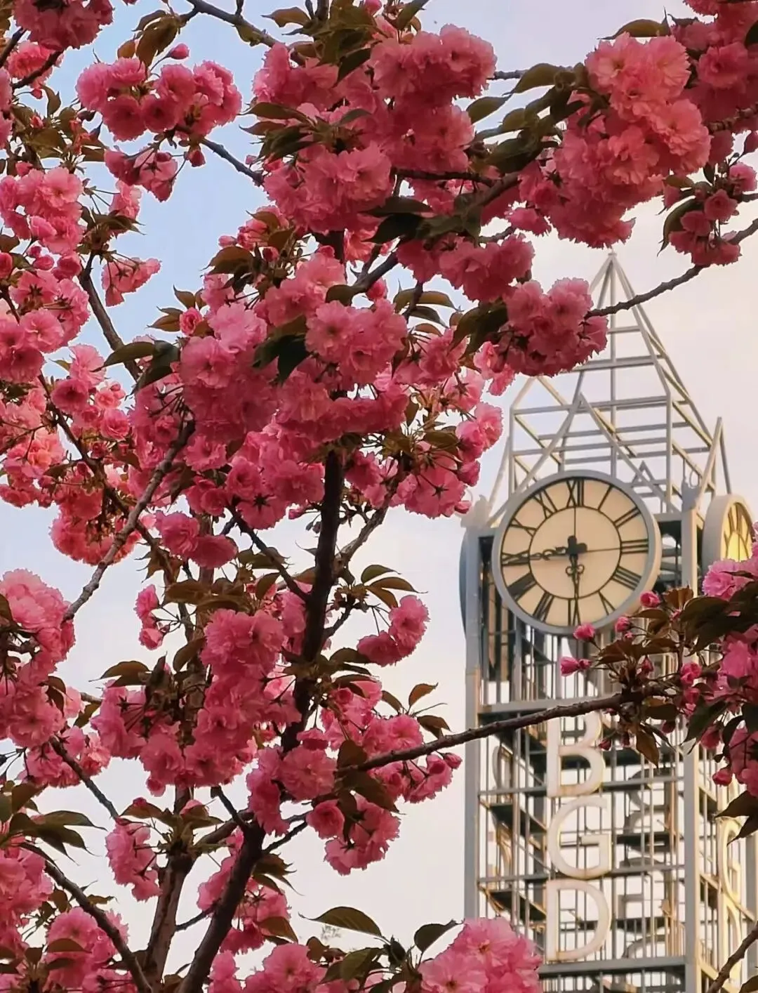 樱为有你,鲜启新程|每日鲜语x耿丹市场营销专业樱花季招募令开始啦!