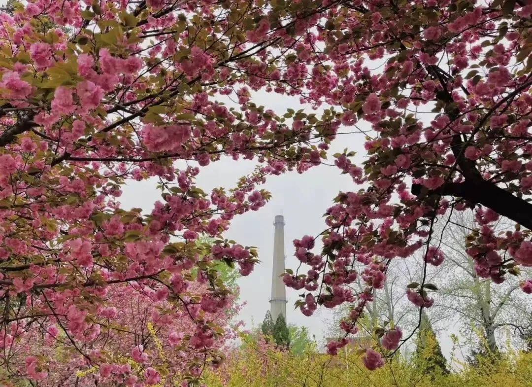 樱为有你,鲜启新程|每日鲜语x耿丹市场营销专业樱花季招募令开始啦!