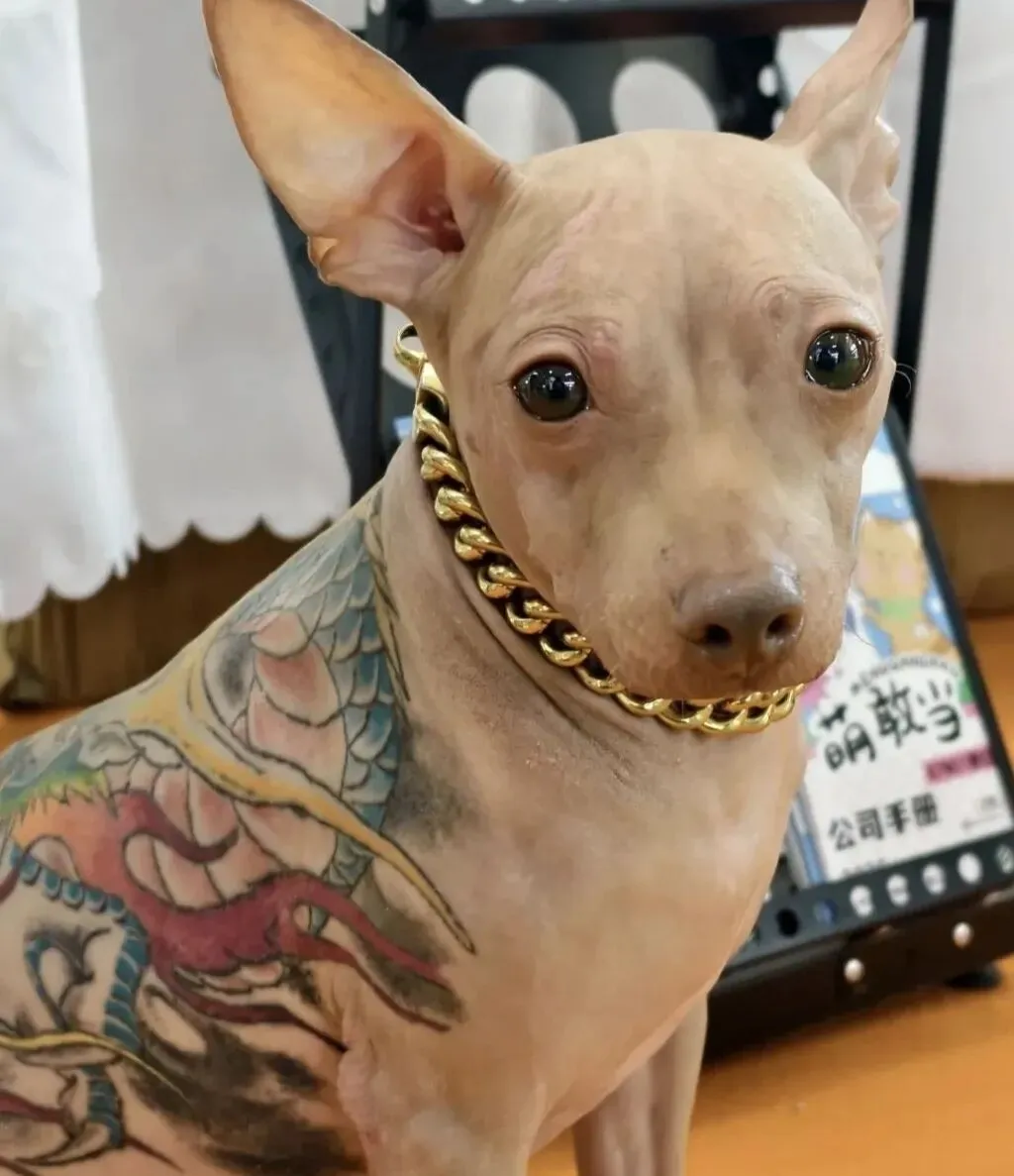 宠物纹身博眼球?畸形营销别寒了铲屎官的心