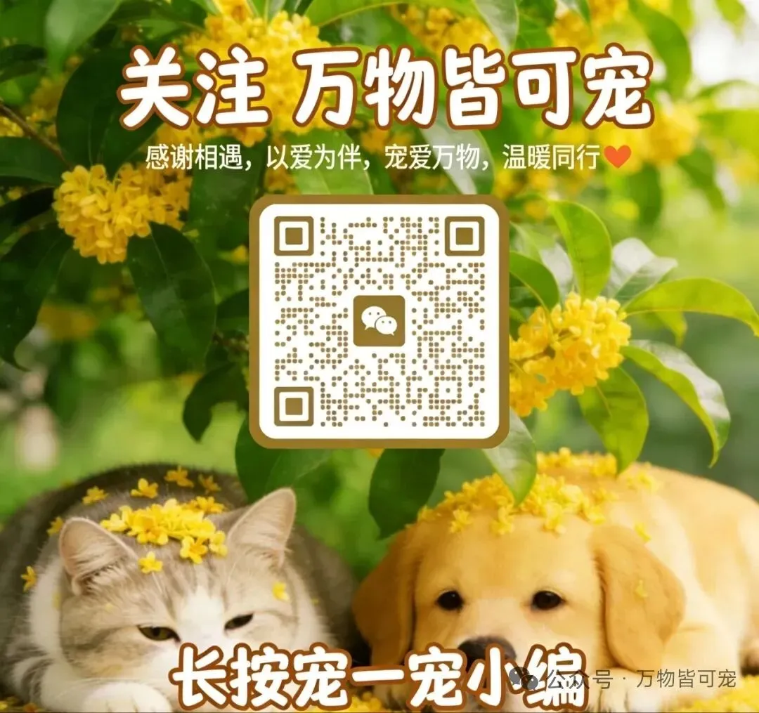 宠物纹身博眼球?畸形营销别寒了铲屎官的心