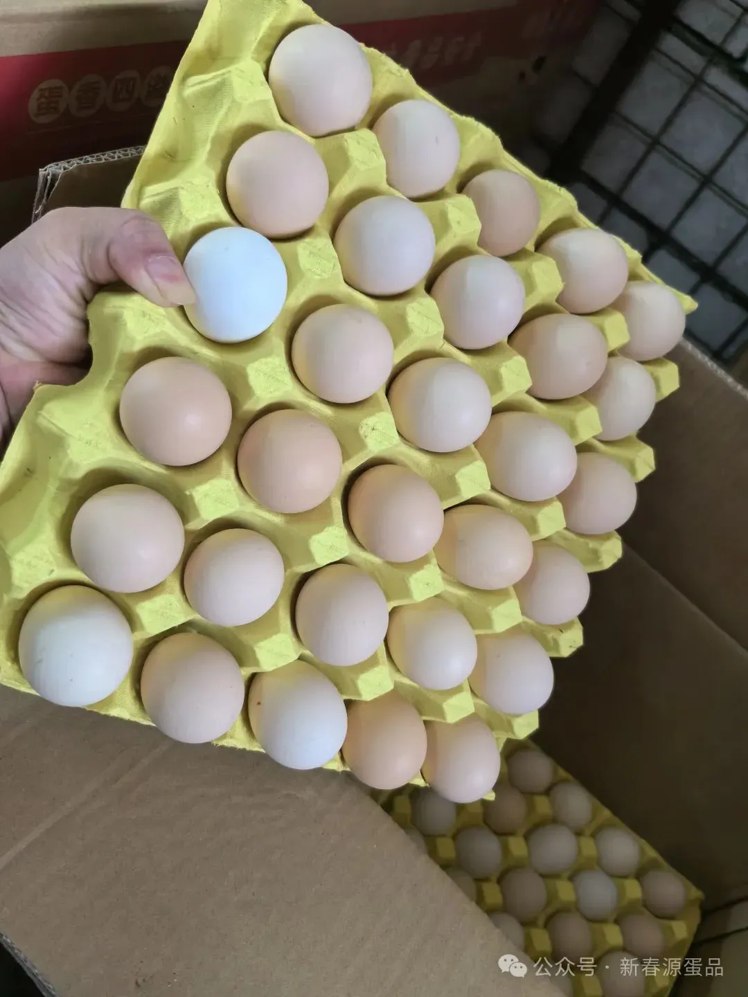 2026年3月30日 东莞信立市场鸡蛋行情
