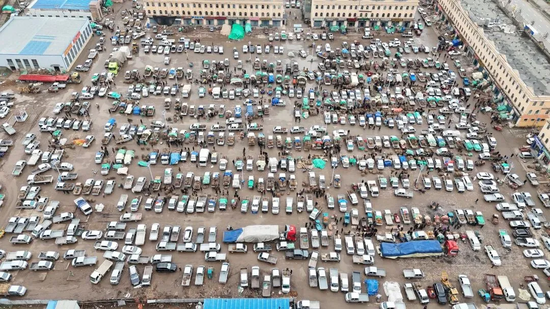 2026年3月30日岷县中药材市场快讯(黄芪种苗上货量陆续增加)