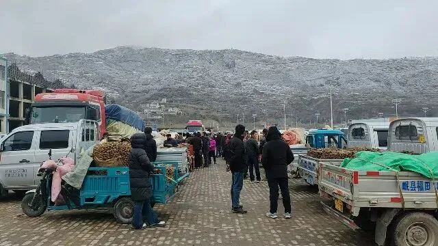 2026年3月30日岷县中药材市场快讯(黄芪种苗上货量陆续增加)