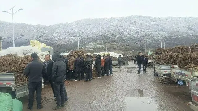 2026年3月30日岷县中药材市场快讯(黄芪种苗上货量陆续增加)