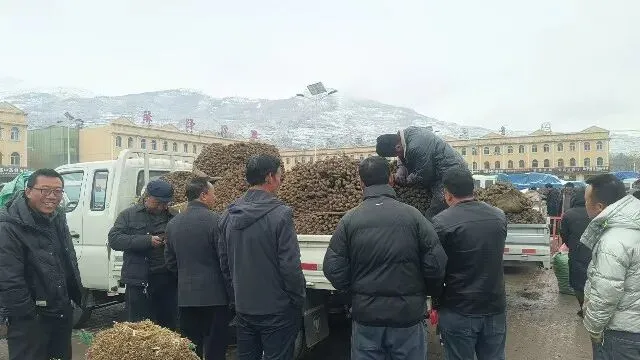 2026年3月30日岷县中药材市场快讯(黄芪种苗上货量陆续增加)