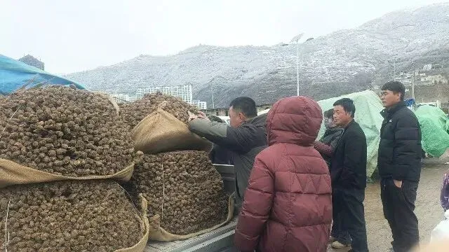 2026年3月30日岷县中药材市场快讯(黄芪种苗上货量陆续增加)