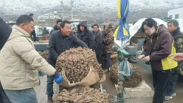 2026年3月30日岷县中药材市场快讯(黄芪种苗上货量陆续增加)