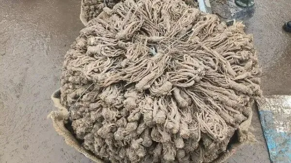 2026年3月30日岷县中药材市场快讯(黄芪种苗上货量陆续增加)