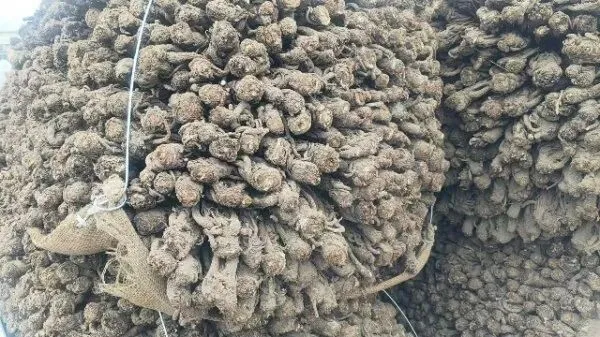 2026年3月30日岷县中药材市场快讯(黄芪种苗上货量陆续增加)