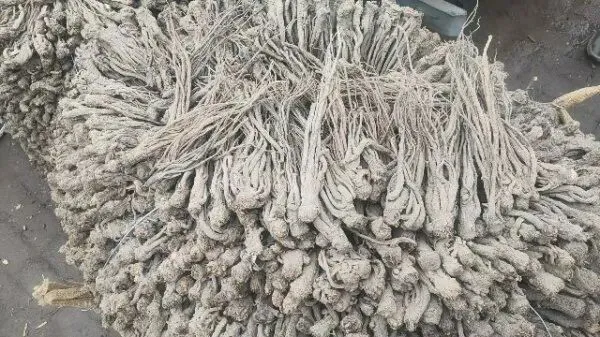 2026年3月30日岷县中药材市场快讯(黄芪种苗上货量陆续增加)