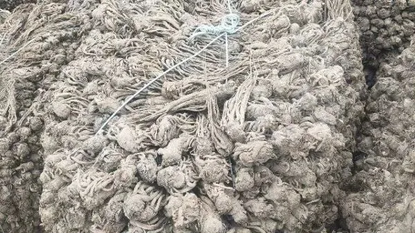 2026年3月30日岷县中药材市场快讯(黄芪种苗上货量陆续增加)