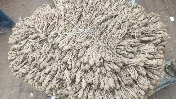 2026年3月30日岷县中药材市场快讯(黄芪种苗上货量陆续增加)