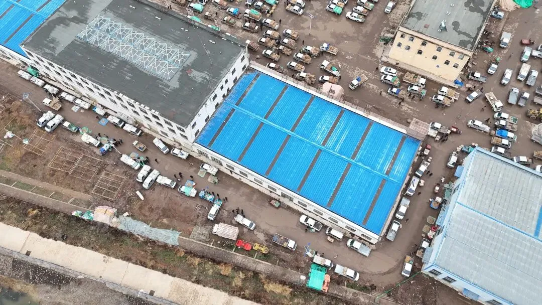 2026年3月30日岷县中药材市场快讯(黄芪种苗上货量陆续增加)