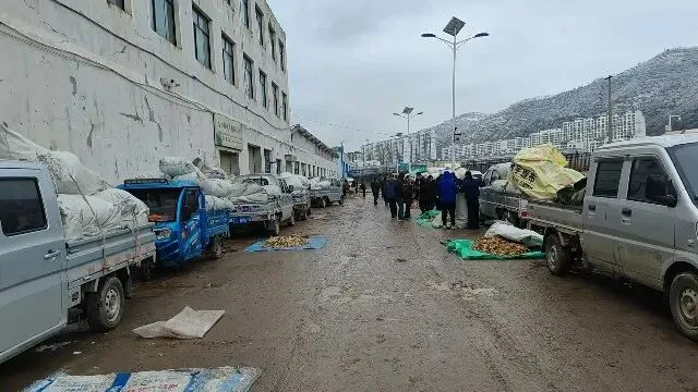 2026年3月30日岷县中药材市场快讯(黄芪种苗上货量陆续增加)