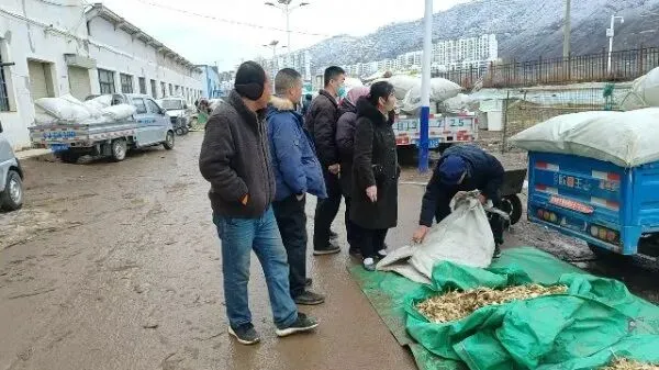 2026年3月30日岷县中药材市场快讯(黄芪种苗上货量陆续增加)