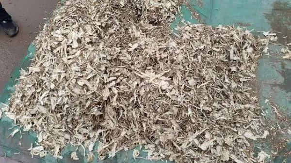 2026年3月30日岷县中药材市场快讯(黄芪种苗上货量陆续增加)