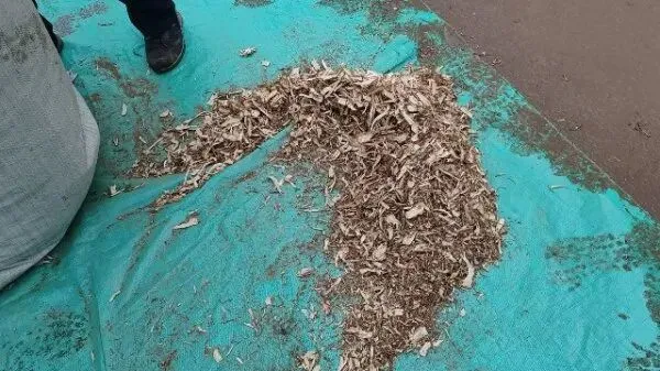 2026年3月30日岷县中药材市场快讯(黄芪种苗上货量陆续增加)