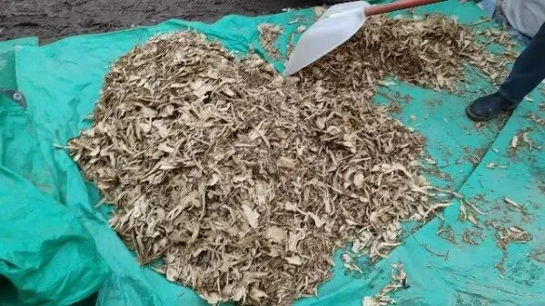 2026年3月30日岷县中药材市场快讯(黄芪种苗上货量陆续增加)