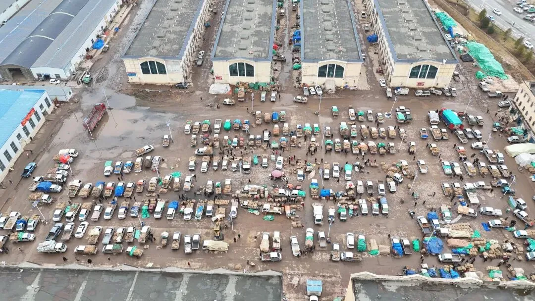 2026年3月30日岷县中药材市场快讯(黄芪种苗上货量陆续增加)