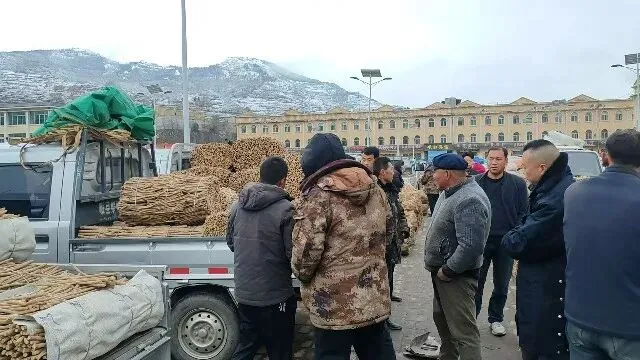 2026年3月30日岷县中药材市场快讯(黄芪种苗上货量陆续增加)