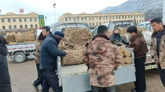 2026年3月30日岷县中药材市场快讯(黄芪种苗上货量陆续增加)