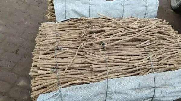 2026年3月30日岷县中药材市场快讯(黄芪种苗上货量陆续增加)