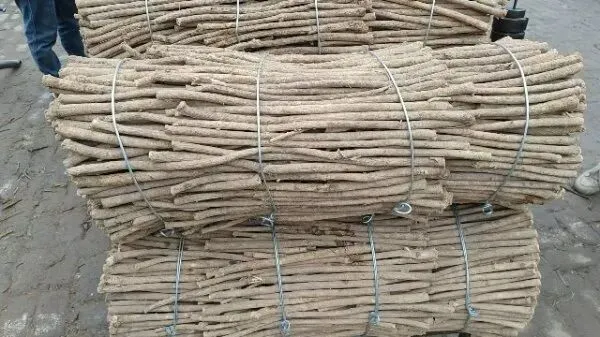 2026年3月30日岷县中药材市场快讯(黄芪种苗上货量陆续增加)