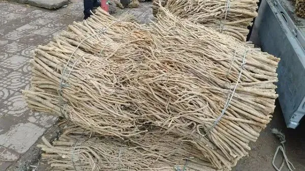 2026年3月30日岷县中药材市场快讯(黄芪种苗上货量陆续增加)