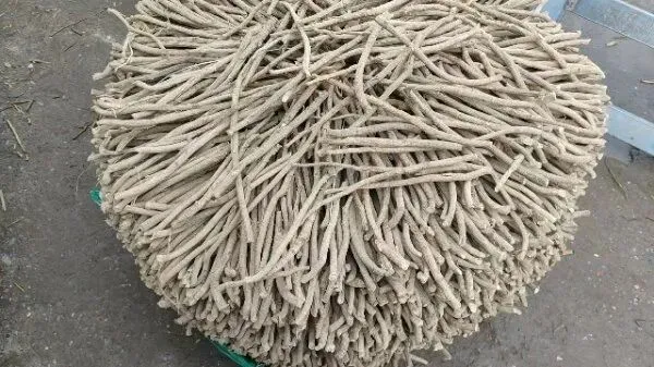 2026年3月30日岷县中药材市场快讯(黄芪种苗上货量陆续增加)