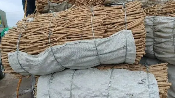 2026年3月30日岷县中药材市场快讯(黄芪种苗上货量陆续增加)