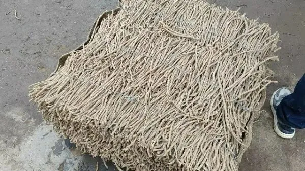 2026年3月30日岷县中药材市场快讯(黄芪种苗上货量陆续增加)