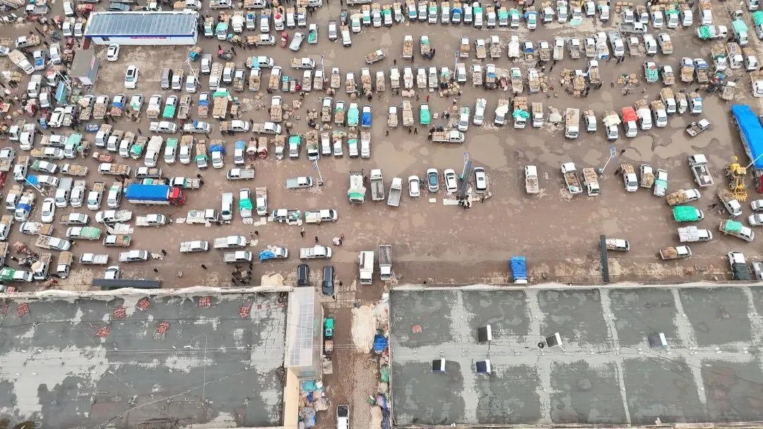 2026年3月30日岷县中药材市场快讯(黄芪种苗上货量陆续增加)