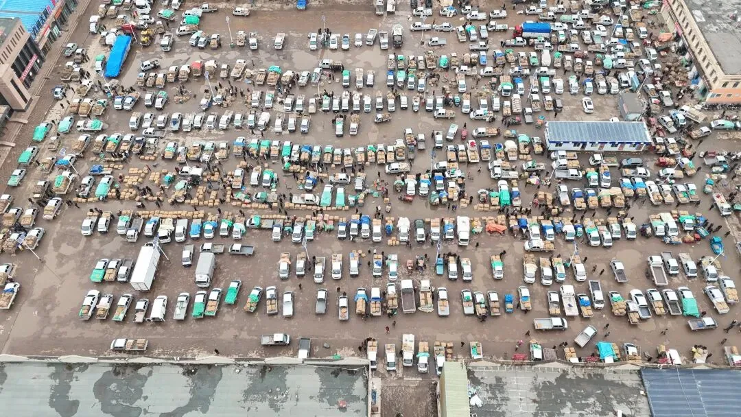 2026年3月30日岷县中药材市场快讯(黄芪种苗上货量陆续增加)