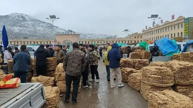 2026年3月30日岷县中药材市场快讯(黄芪种苗上货量陆续增加)