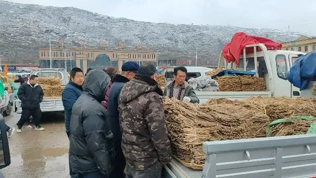 2026年3月30日岷县中药材市场快讯(黄芪种苗上货量陆续增加)