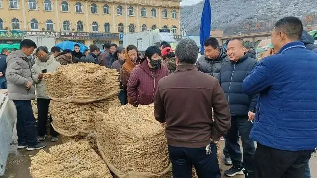 2026年3月30日岷县中药材市场快讯(黄芪种苗上货量陆续增加)