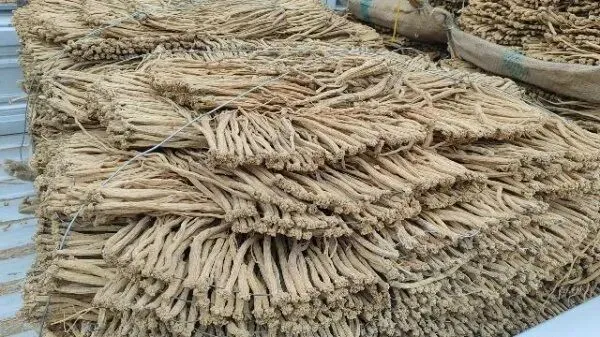 2026年3月30日岷县中药材市场快讯(黄芪种苗上货量陆续增加)