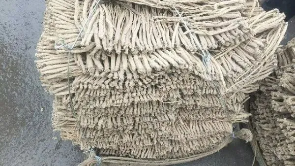 2026年3月30日岷县中药材市场快讯(黄芪种苗上货量陆续增加)