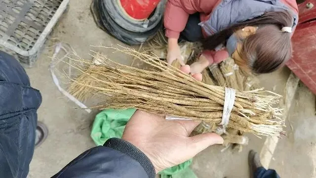 2026年3月30日岷县中药材市场快讯(黄芪种苗上货量陆续增加)