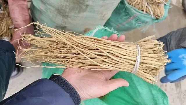 2026年3月30日岷县中药材市场快讯(黄芪种苗上货量陆续增加)