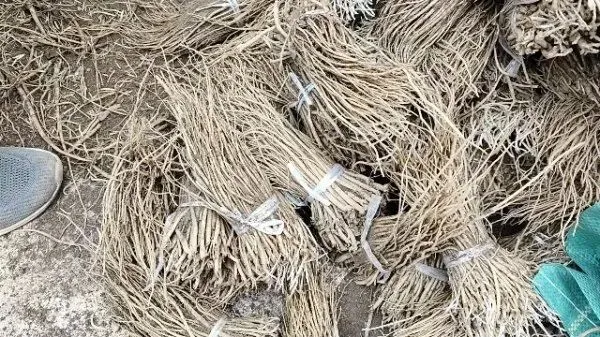 2026年3月30日岷县中药材市场快讯(黄芪种苗上货量陆续增加)