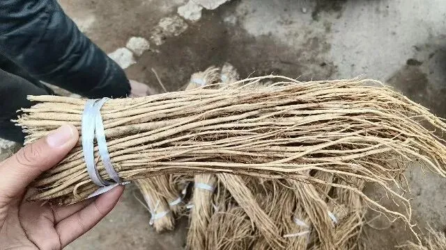 2026年3月30日岷县中药材市场快讯(黄芪种苗上货量陆续增加)