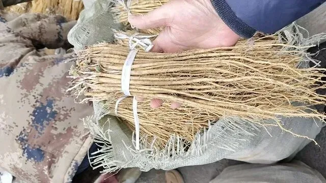 2026年3月30日岷县中药材市场快讯(黄芪种苗上货量陆续增加)