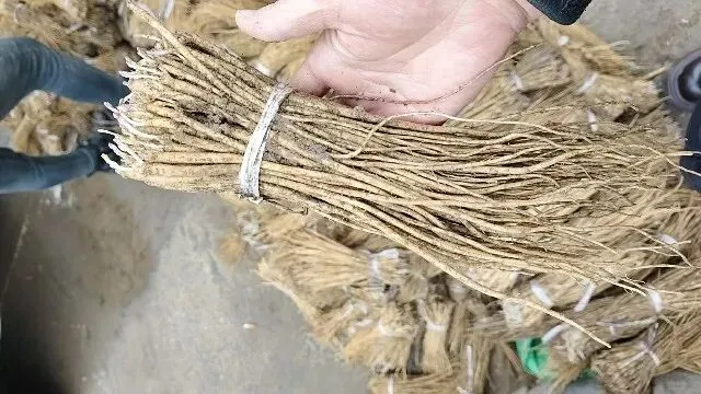 2026年3月30日岷县中药材市场快讯(黄芪种苗上货量陆续增加)