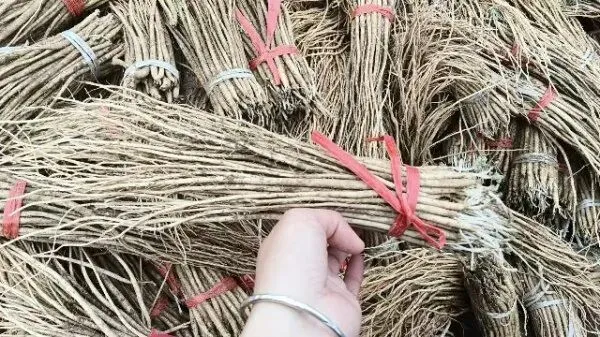 2026年3月30日岷县中药材市场快讯(黄芪种苗上货量陆续增加)