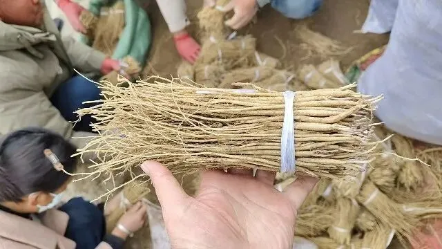 2026年3月30日岷县中药材市场快讯(黄芪种苗上货量陆续增加)